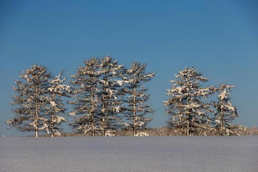 青空と白い雪を纏う樹氷した樹々 樹氷,霧氷,雪の写真素材
