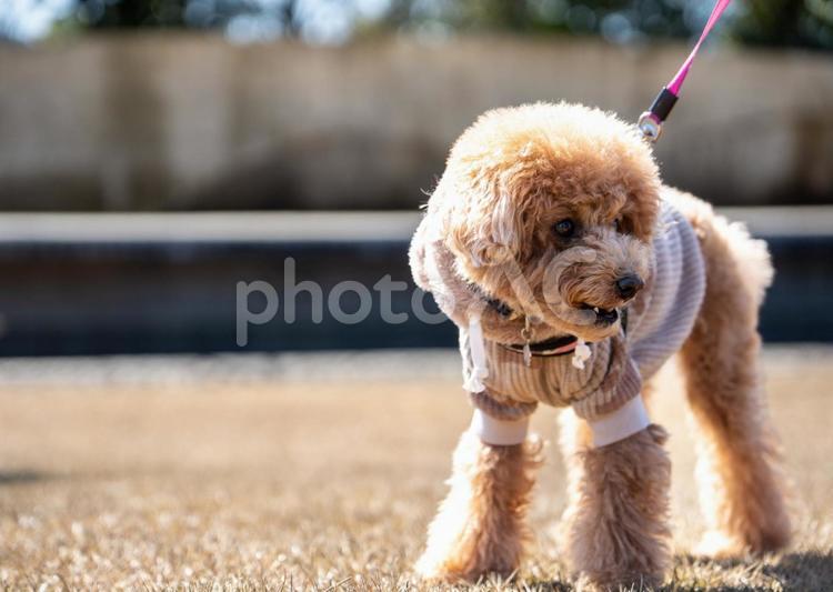 冬の公園の散歩するトイプードル トイプードル,飛行犬,トイプーの写真素材