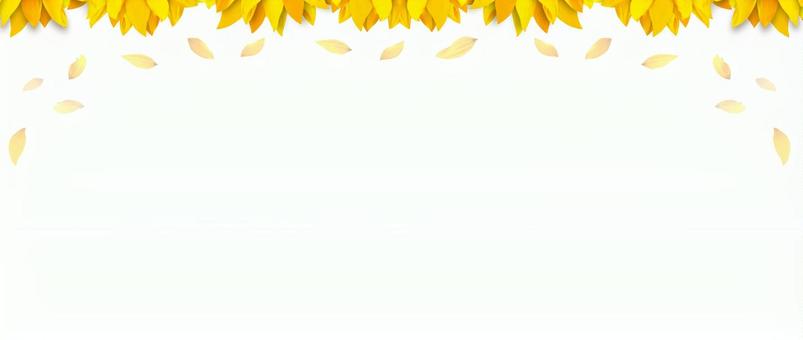 夏のひまわりの花 風に舞う花びら 夏のひまわりの花 風に舞う花びらの写真