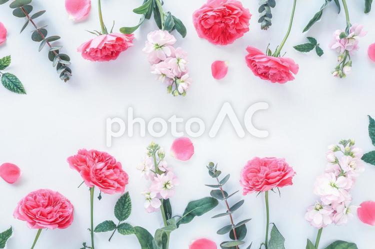 薔薇の花のフレーム フレーム,薔薇,花の写真素材