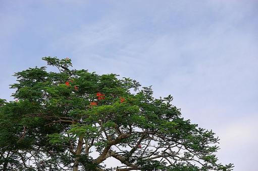 Photo, গুয়াম, নন্দনকানন, অবলম্বন, 