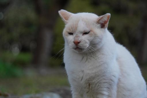 不機嫌顔の地域猫 猫,地域猫,桜耳の写真素材