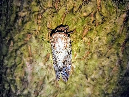 ニイニイゼミの羽化 夏の虫 ニイニイゼミの羽化 夏の虫 ニイニイゼミの,セミ,羽化の写真素材