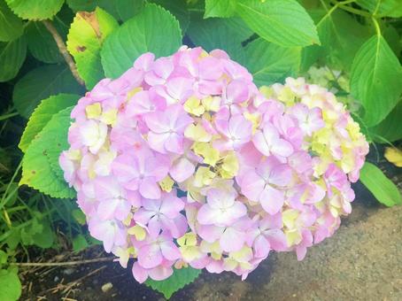 紫陽花 紫陽花の写真