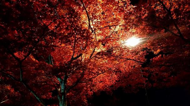 autumn leaves, JPG