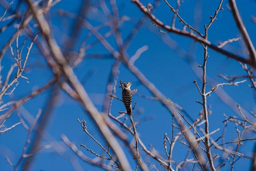 ふと上を見上げて考えるコゲラ コゲラ,キツツキ,野鳥の写真素材