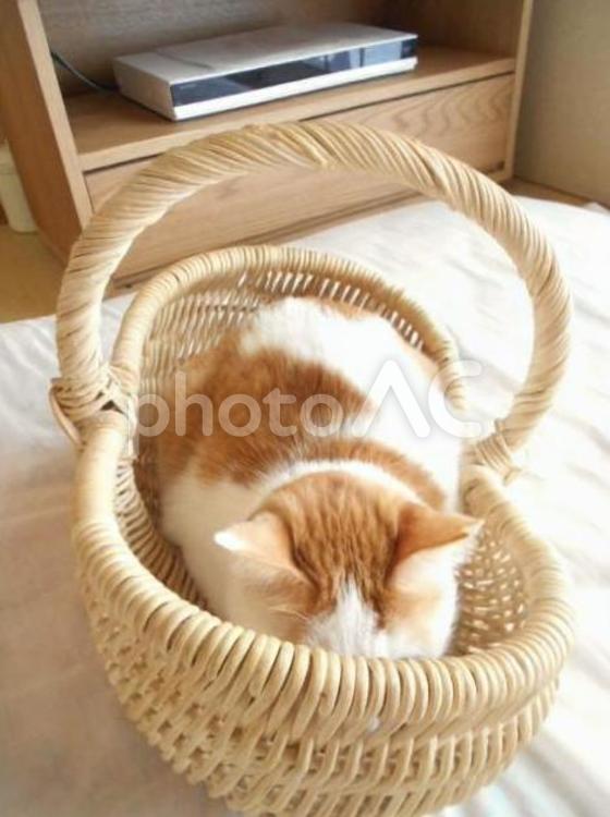 隠れたつもりの猫 猫,さくら猫,メス猫の写真素材