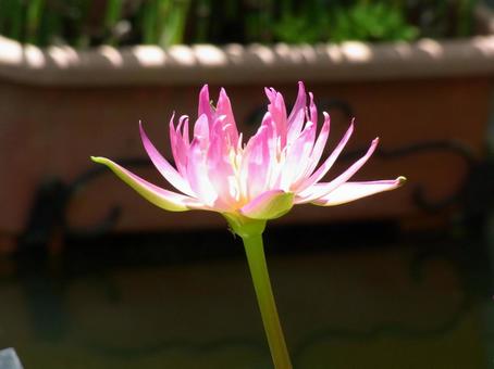 Water lilies blooming in the pond inside the greenhouse, JPG