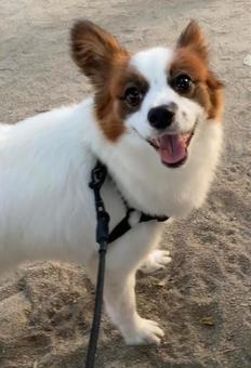 楽しい時の犬の顔 パピヨン,papillon,犬の写真素材