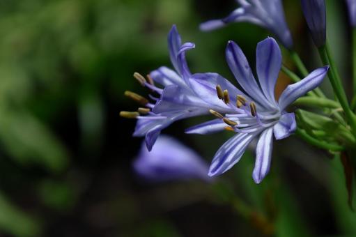 Photo, agapanthus, purple clam, murasaki kunsiran, 