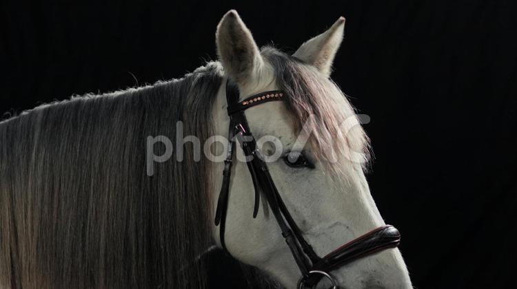 美しい白馬の横顔 馬,馬の顔,アップの写真素材