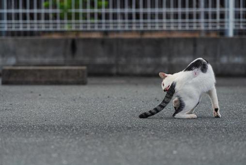 尻尾が気になって毛繕いをする牛柄猫 牛柄猫,cawcat,ハチワレ猫の写真素材