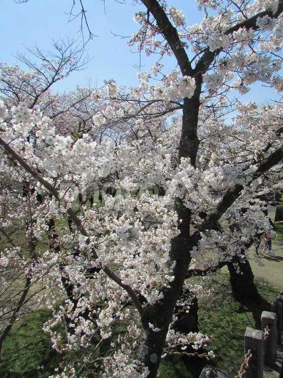 盛岡城跡公園の桜 東北地方,岩手県,盛岡市の写真素材