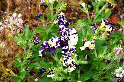 変わったペチュニア 変わったペチュニア 花,植物,マーブルの写真素材