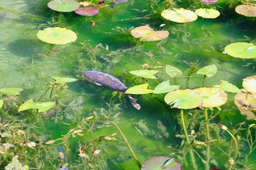 名もなき池(モネの池)_3 名もなき池(モネの池)_3 名もなき池,モネの池,鯉の写真素材
