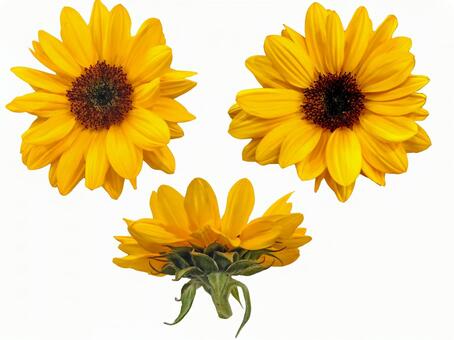 ヒマワリの花 ２ ひまわり,向日葵,背景透過の写真素材