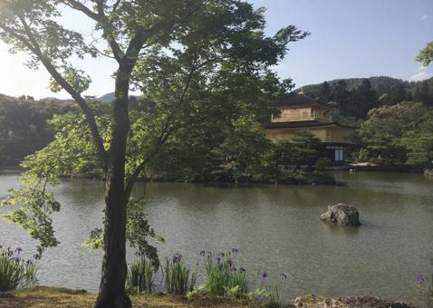 金閣寺 金閣寺 金閣寺,京都,神社の写真素材