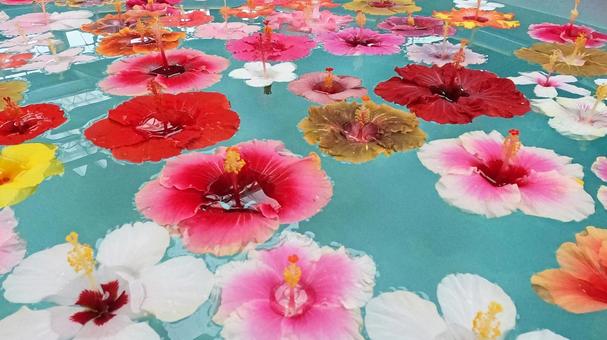 水面に浮かぶ色々な種類のハイビスカス ハイビスカス,沖縄,琉球の写真素材