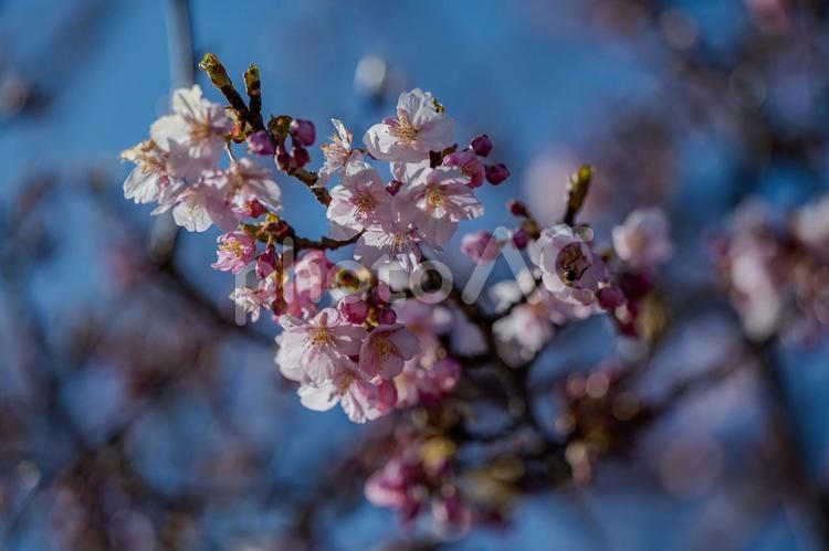 青毛堀川沿いの河津桜 河津桜,サクラ,綺麗の写真素材