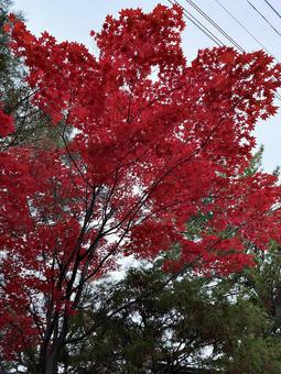 紅葉 紅葉の写真