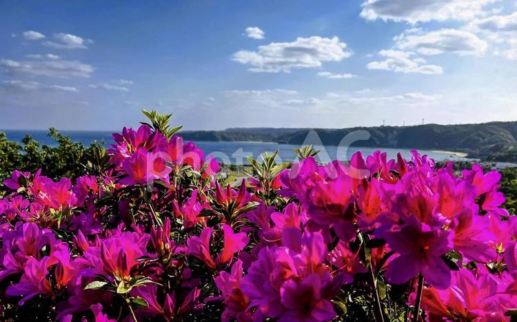 東村のつつじと風景 つつじ,お花,植物の写真素材
