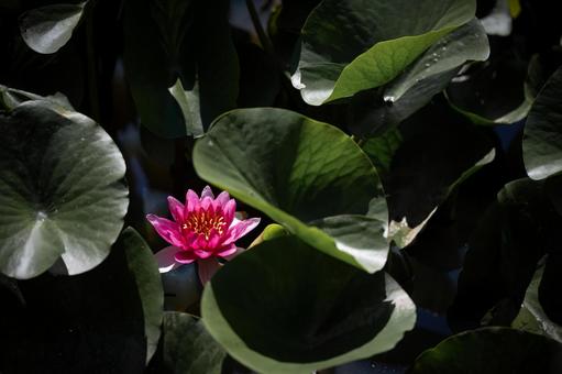Water Lily, JPG Water Lily, JPG