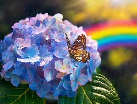紫陽花と蝶の写真