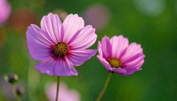秋の花 コスモス 秋の花 コスモスの写真