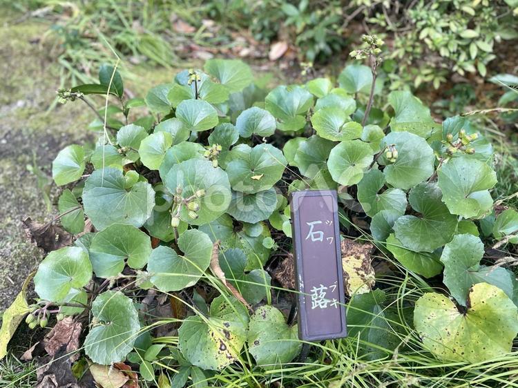 石蕗 石蕗,緑,自然の写真素材