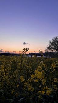 菜の花と夕日 菜の花と夕日の写真