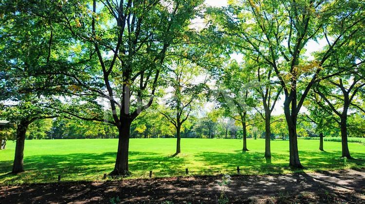 森林浴 (物語),何人もありません,公園の写真素材