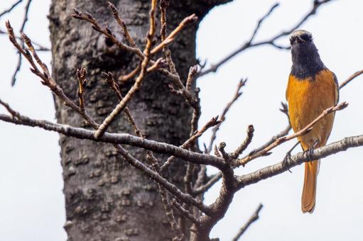 枝にとまるジョウビタキ・コピースペースの写真