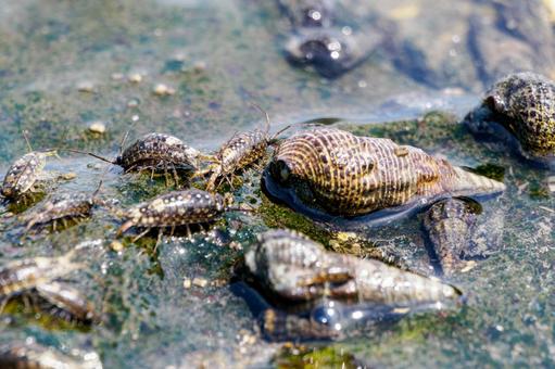 Photo, tideland, creatures, sea urchin, 
