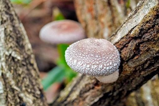 Photo, shiitake mushroom, mushroom, sakaki, 