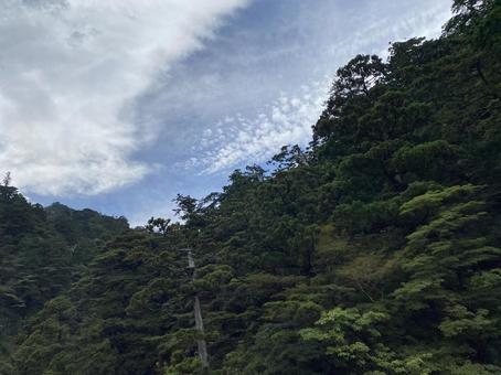 Blue sky and forest, JPG