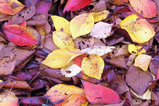 桜葉の落ち葉 落ち葉,桜葉,秋の写真素材