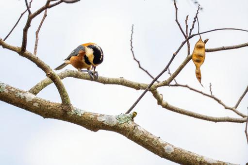 ヤマガラ(44)の写真