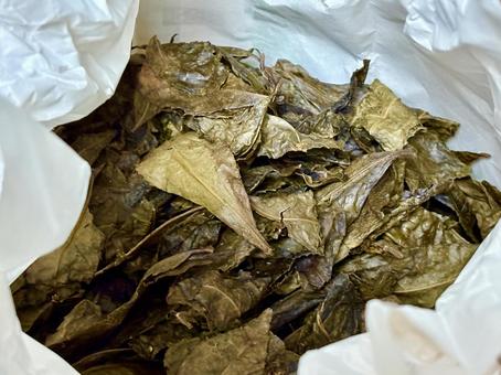 阿波番茶 葉っぱ,お茶,茶葉の写真素材