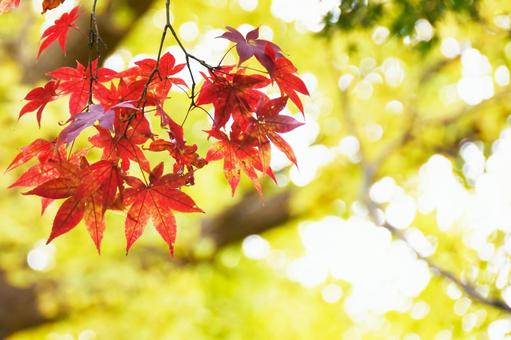 紅葉の写真