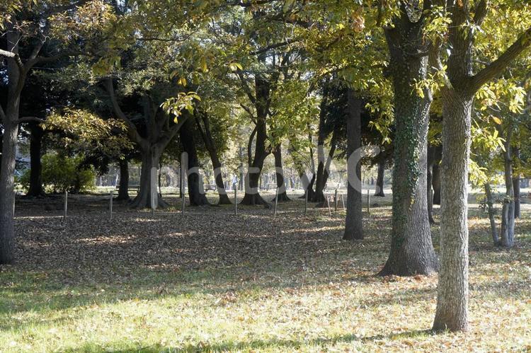 加曽利貝塚縄文遺跡公園 公園,森,加曽利貝塚の写真素材