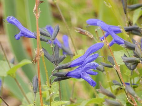 【花の写真】サルビア・ガラニチカ サルビア,サルビア・ガラニチカ,自然の写真素材