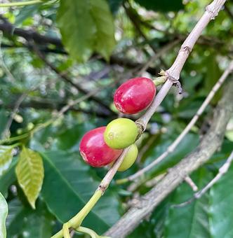 台湾　コーヒーの実 台湾,コーヒーの実,コーヒーの写真素材