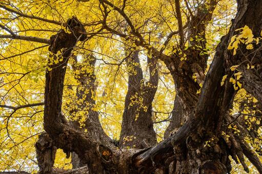 宮城野八幡神社と乳イチョウ⒂ 神社,宮城野八幡神社,神社仏閣の写真素材