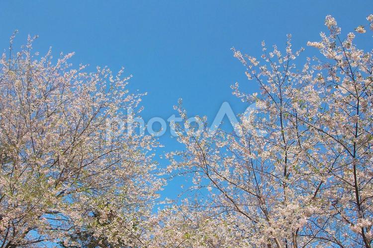 青空に映える満開の桜 さくら,さわやか,コピースペースの写真素材
