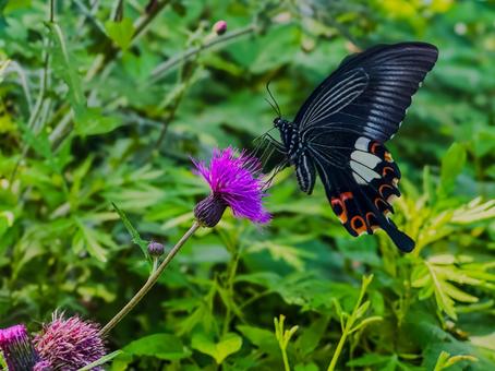 アザミに停まるクロアゲハ クロアゲハ,蝶,野アザミの写真素材