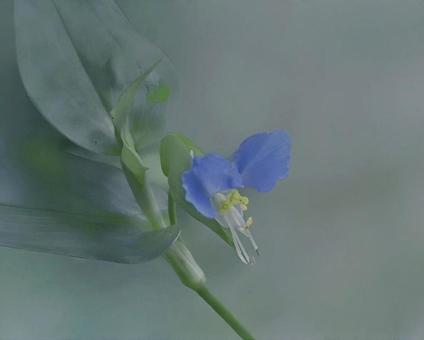 ツユクサの写真