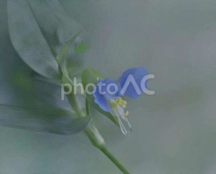 ツユクサ 夏花,庭花,多年草の写真素材
