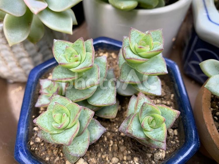 多肉植物（星の王子） 多肉植物,星の王子,多肉の写真素材