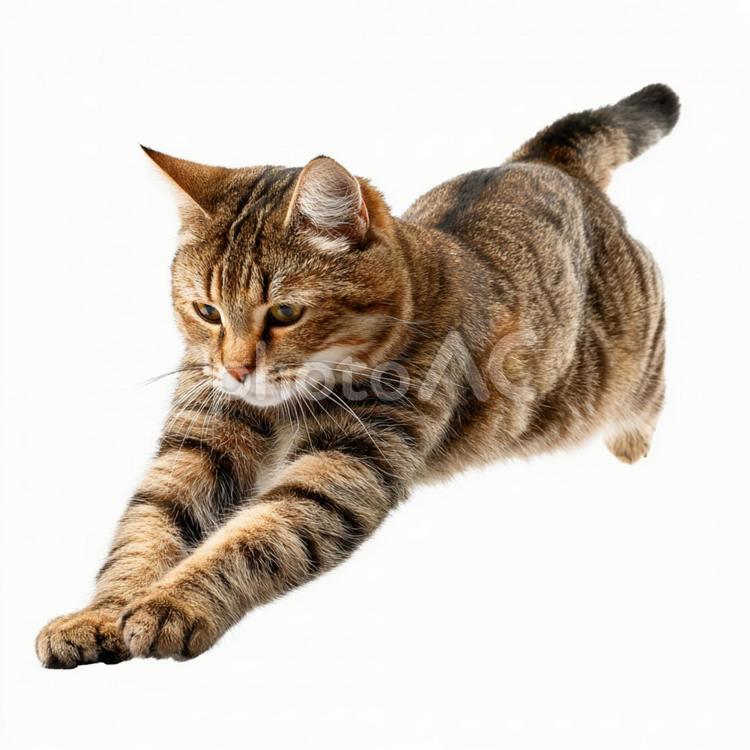 伸びをする猫 猫,動物,ペットの写真素材