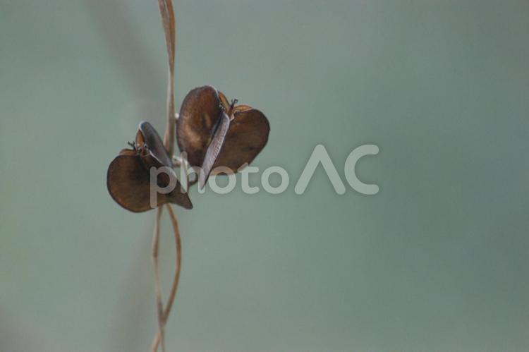 山芋の種子 種子,ヤマイモ,茶色の写真素材